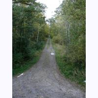 cc009 second legthru the forest.jpg 119.7K